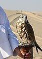 Captive bird, Doha, Qatar