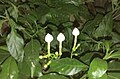 Flower buds of crape jasmine at night