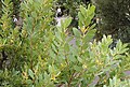 Persoonia lanceolata in flower, Royal Botanic Gardens Sydney