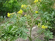 Solanum rostratum plant