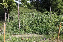 garden plot with bean vines growing on stakes