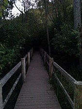 Boardwalk trail along Wildcat Creek in Tilden Regional Park