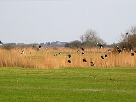 Lapwings in the marshes
