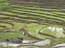 Rice terraces and water buffalo near Luro