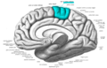 Medial view of a human right cerebral hemisphere. Paracentral lobule is labeled at top center, in blue.