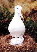 Southern royal albatross, Diomedea epomophora with chick on mound nest on Campbell Island