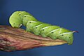 Image 10A tobacco hornworm (Manduca sexta) in Urbana. Image credit: Daniel Schwen (from Portal:Illinois/Selected picture)