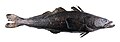 Image 41Patagonian toothfish (from Pelagic fish)