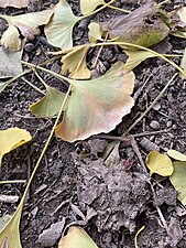 A firebug (Pyrrhocoris apterus) among fallen Ginkgo leaves