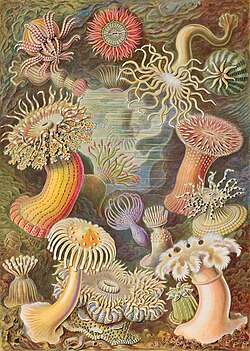 Sea anemones by Ernst Haeckel (1904)