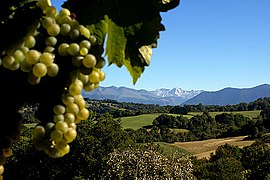 Jurançon vineyard and landscape