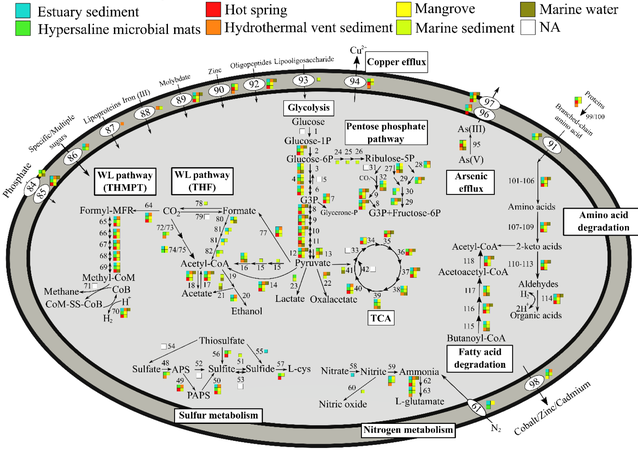 Metabolic pathways of Asgard archaea, varying by environment[22]