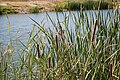 Typha plants (bulrush, cattail) in Arrocampo
