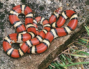 The harmless red milk snake, a Batesian mimic of the coral snake