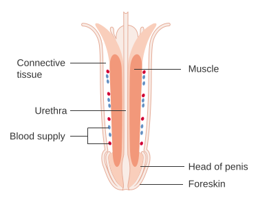 Diagram_showing_the_anatomy_of_the_penis_CRUK_284