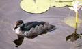 Pygmy goose