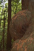 A burl the size of a refrigerator on the trunk of a Coast Redwood tree.