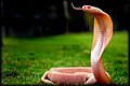 Albino spectacled cobra