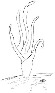 A Drawing of Sahnioxylon Rajmahalense with a hypothetical beetle