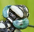 The common clubtail Gomphus vulgatissimus head with widely separated eyes