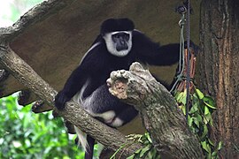 Eastern black-and-white colobus