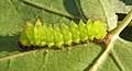 2nd-instar larva