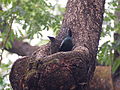 An Image of a young and adult Asian glossy starling
