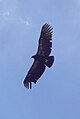 September 3rd A California Condor