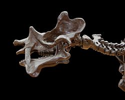 Skull and neck of Uintatherium anceps