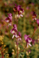 Purple phase, Northern wild monkshood (Aconitum noveboracense)