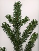 Coast Douglas-fir foliage