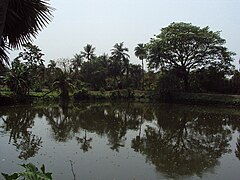 Pond opposite the house