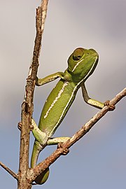Juvenile female South Africa