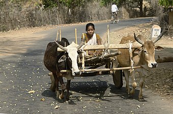 A bullock cart in India
