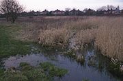 Source of the Alt; wetlands at Huyton