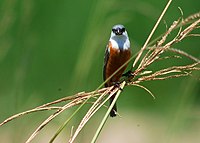Double-collared seedeater