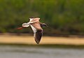Bird (non-breeding) in flight (Venetian Lagoon, Italy)