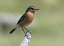 Photo of a small sparrow-sized bird with a brown breast and belly and a darker-brown head and back perched on a small jutting piece of rock