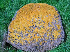 rounded greyish rock covered in bumpy orange splotches sitting on green grass