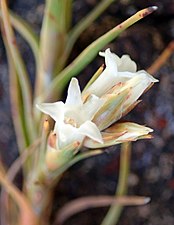 A close-up of the flowers