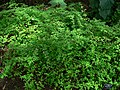 Fuchsia microphylla subsp. hidalgensis