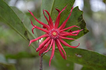 Illicium floridanum, Florida anise or stinkbush, a plant species endemic to the southeastern U.S.[15]