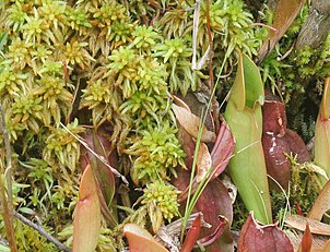 Sphagnum with northern pitcher plants at Brown's Lake Bog, Ohio, US