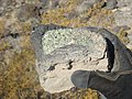 Mantle xenolith embedded in basalt