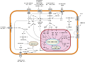 Some signal transduction pathways. MAP4K is not labelled.