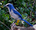Image 18The Florida scrub jay is found only in Florida (from Geography of Florida)