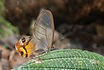 Butterfly Haetera piera