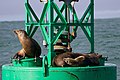 "Gong buoy" with multiple bells and California sea lions