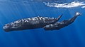 Image 23The sperm whale is the largest toothed animal on Earth. The species was hunted extensively by humans throughout history, until protected by a worldwide moratorium on whaling starting in 1985–86.