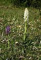 Orchis mascula (white form) – Germany, Saarland